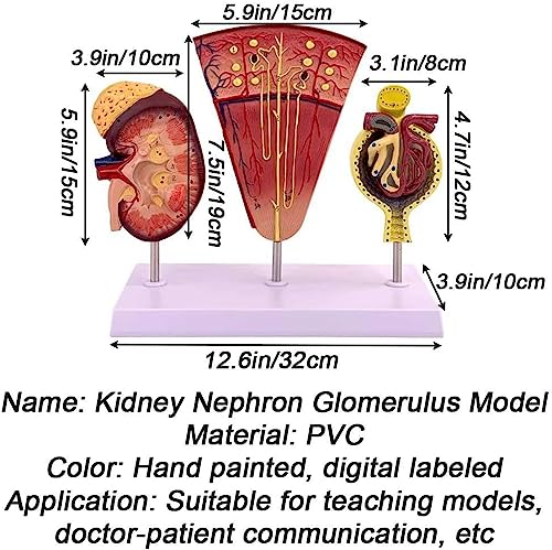 Modèle anatomique du néphron avec structure précise pour démontrer la fonction du rein - 3