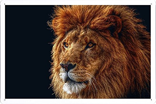 Amazon.co.jp: 獣26332のライオンたてがみ髪キングのティンサイン 金属