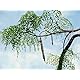 25 Seeds of The Tree of Life - The Moringa Tree Easy to Grow, Fast Growing Tree