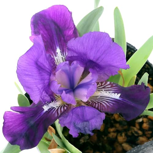 ycharmziR쑐jRAiҊjiLRAi싞ҊjRiP|bgj