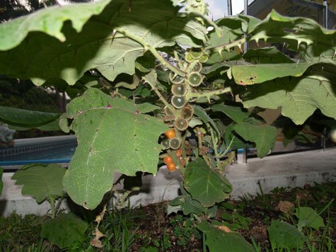 Naranjilla Fruit 10+ Seeds Naranjilla Fruit 10+ Seeds