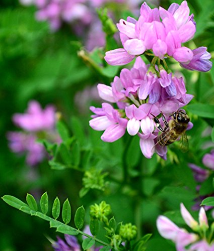 Nitro Coat Crown Vetch Seeds For Wildlife Food Plots And Soil Erosion Control (10,000 Seeds) #TOP4