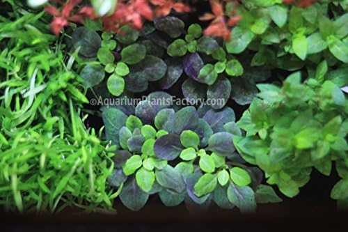 AquariumPlantsFactory - 3 x Lobelia Cardinalis Foreground Carpet Freshwater Live Aquarium Plants