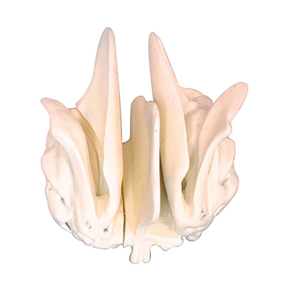 Sjdopulse Head Skull Sieve Bone Amplification Model - Sieve Bone Model - Medical Anatomical Head Skull Science Models - For Study Display Medical Teaching Model