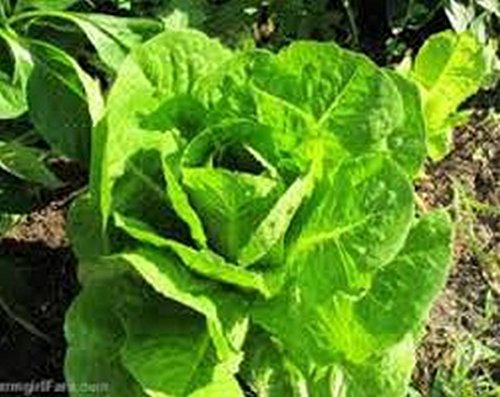 Lettuce- Romaine- Parris Island - 100 Seeds