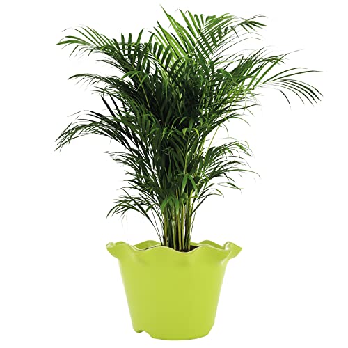 Image of Kuber Industries Blossom Flower Pot|Durable Plastic Flower Pot|Gamla with Drain Holes for Home D cor|Balcony|Garden|8 Inch (Green)