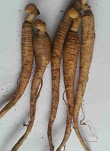 Asklepios-seeds® - 20 Panax Ginseng Wurzel