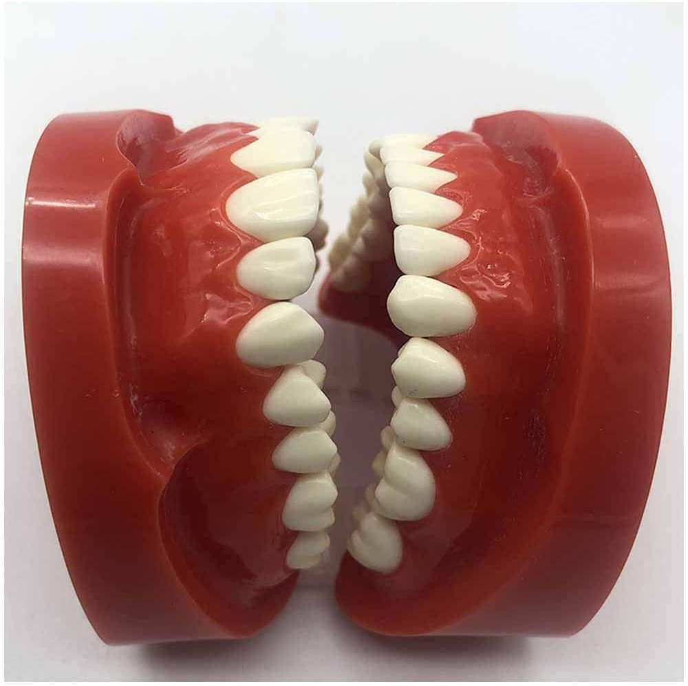 Model Nauczania Higieny Jamy Ustnej U Dentysty, Model Nauczania Nauki O Zębach, Model Zębów Do Nauki, Model Demonstracyjny