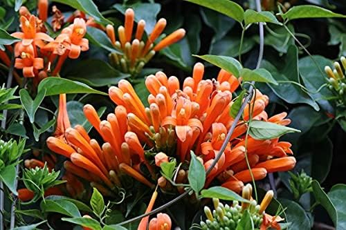 Image of Begonia Venusta Plant Pack Of 1 Verified Quality Healthy Pyrostegia Venusta Live Plant In Poly Bag