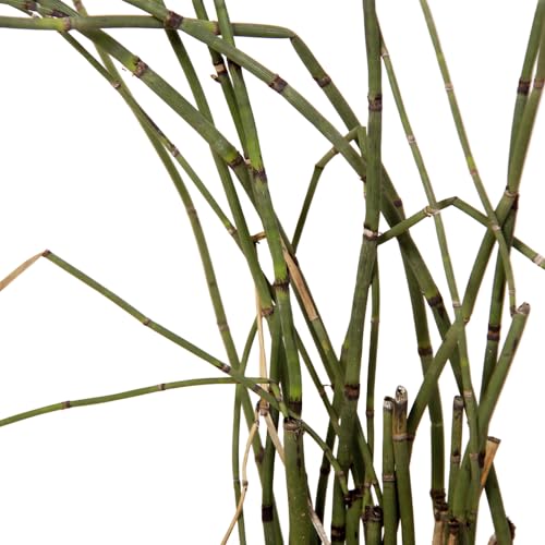 Genérico, Muda de Cana-do-brejo 20 a 40cm AMK - Plantas Online