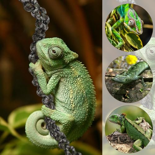 Acessórios de gaiola camaleão, acessórios camaleão, acessórios de escalada de dragão barbudo, use fe