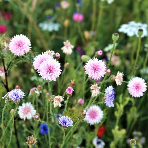 semillas de aciano, perennes, jardín de roca resistentes, exterior 200pcs