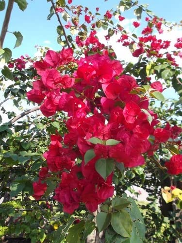 Muda de Primavera Bougainvillea Vermelha Para Florir Jardim