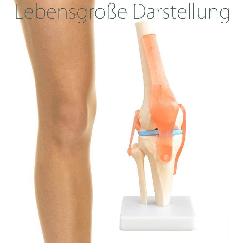 Squelette d'anatomie Modèle Articulation du Genou Modèle d'enseignement Grandeur Nature Modèle Corporel Anatomique du Genou avec une Articulation Mobile MedMod