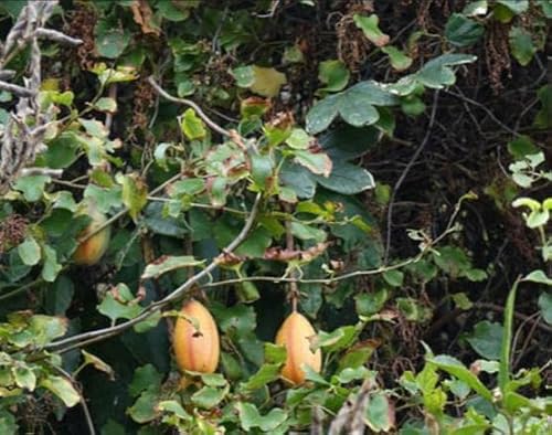 5 Passionflower Maracuja Banana, Banana Passionfruit, Mango Passionfruit, Banana Poka, Bananadilla Seeds - 5 Seeds (Passiflora Tripartita Var. Azuayensis) - Pack Of 5 Rare Seeds - Qo Seeds #TOP3