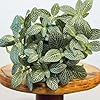 Fittonia White Live Plant for Indoor | Different Houseplants in 4'' & 6'' Pot | Real House Plant for Living Room, Office, Desk & Bathroom | Nerve Plant | Fittonia albivenis #3