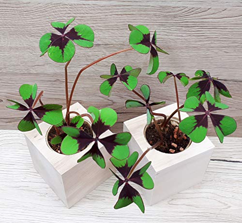 Feel Green 296275 Ecocube Glücksklee, Nachhaltige Geschenkidee (100% Eco Friendly), Grow Your Own/Anzuchtset, Pflanzen Im Holzwürfel, Made in Austria, natural