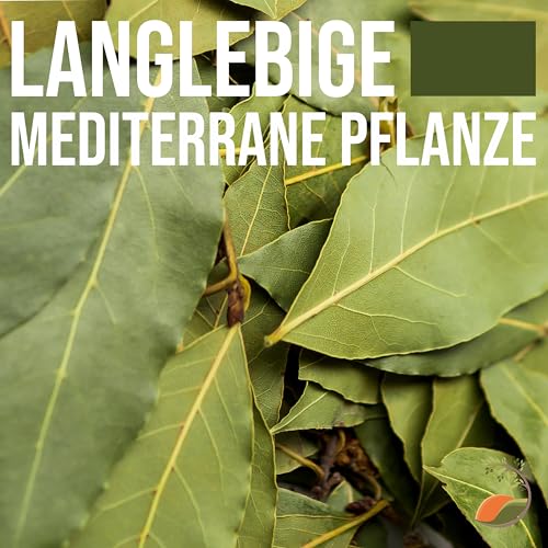 Lorbeer-Pflanze Tropictrees – Laurus nobilis – Echter Lorbeerbaum 100 cm