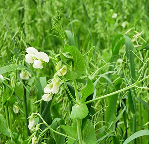 Peas And Oats Cover Crop Seeds