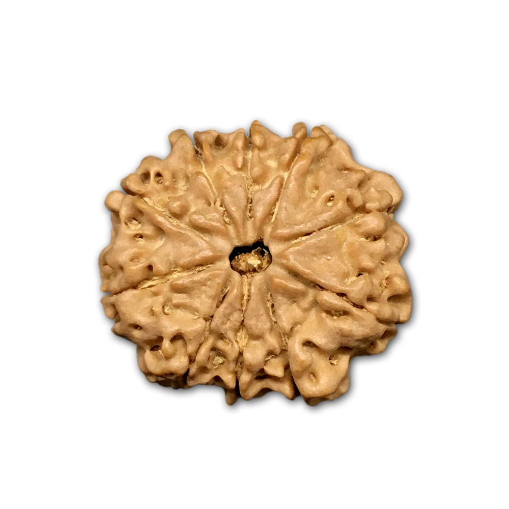 Rudraksha du Népal en lot de 10 pièces de 20-22 mm, perles spirituelles de haute qualité