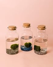 Marimo Ball Bottle - Pure | Glass Terrarium with Natural Ecosystem | Decorative Eternal Garden | 8 × 16 cm