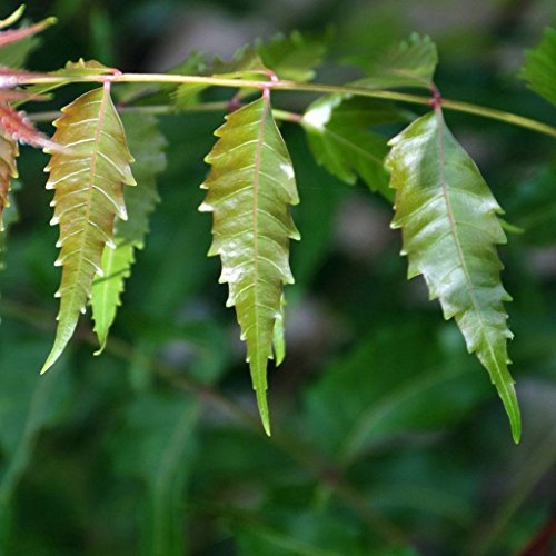 Neem Tree Seeds (Azadirachta Indica) 3+ Medicinal Tree Seeds In Frozen Seed Capsules For The Gardener & Rare Seeds Collector - Plant Seeds Now Or Save Seeds For Many Years #TOP3