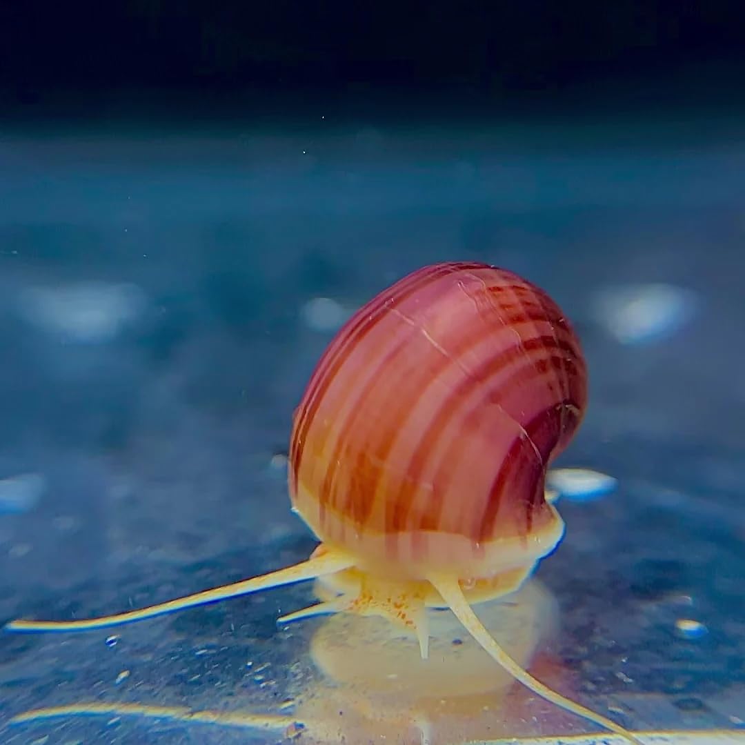 Medium Size Magenta Mystery Snail + 15 x Calcium Blocks (1 x Snail + 15 Calcium Blocks)