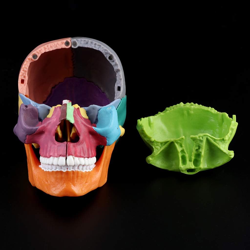 15pcs/Set 4D Disassembled Color Skull Anatomical Model Detachable Teachi