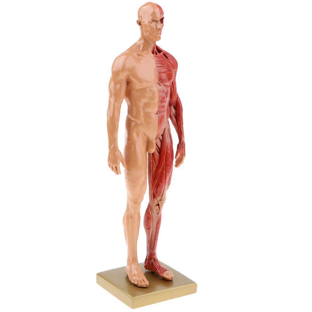 Modello anatomico del Corpo Umano - Figura di Anatomia Femminile e Maschio Muscolo Umano e Scheletro Modello di Modello anatomico da 11 Pollici (30 cm)