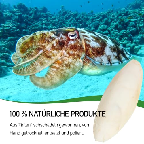 10 Stück 8-11 cm Sepiaschalen, Sepiaschalen für Schildkröten, handgemachte Tintenfischschalen geeignet zur Kalziumversorgung für Vögel, Schildkröten und Reptilien als Haustiere. – Bild 4