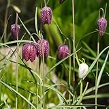 15x Schachbrettblume Zwiebeln Fritillaria - Winterharte Blumenzwiebeln Für Steingarten & Balkon - Frühblüher