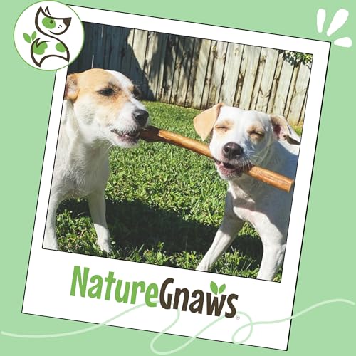 Image of Nature Gnaws Extra Large Bully Sticks for Dogs 11-12 inch (3 Count) - Thick Long Lasting for Aggressive Chewers and Heavy Chewers - Natural Beef Dog Chew Bones