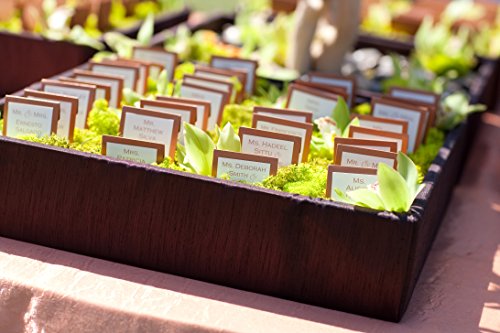 21669 Renna conservata con muschio, Chartreuse