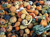 Las calabazas tienen viñas escalando y deben ser proporcionadas con apoyo para mantenerlas fuera del suelo. Las plantas producirán mejor si se apoyan fuera del suelo. Agregue mantillo después de plantar para evitar que el suelo se seque.