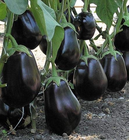 Golden Hills Farm® (AVG 500-2000) seeds Big black Brinjal F1 Hybrid Variety Vegetable Seeds (B093QF3SXY) Amazon Price History, Amazon Price Tracker