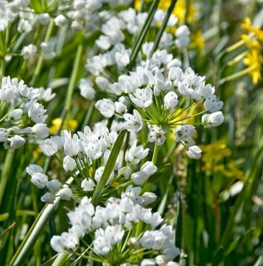 Miniatura 1 de Mini bulbos blancos de Allium para plantar - Flores de jardín perennes - Cowanii Allium (20 bombillas)