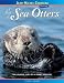 A Raft of Sea Otters
