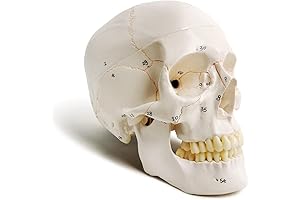 Evotech Classic Human Anatomy Lego Skull Set