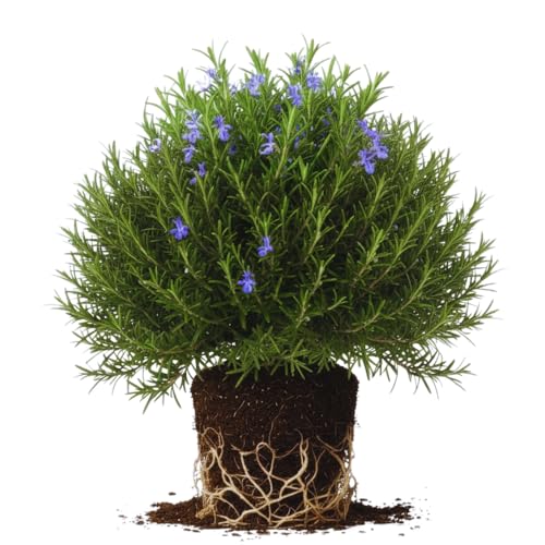 Rosemary Plants Live, Herb Plant, 4 Inc to 7 Inc