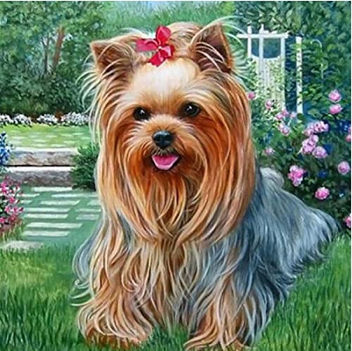 Peinture au diamant 5D Yorkshire Terrier - Kit broderie strass 30x40cm