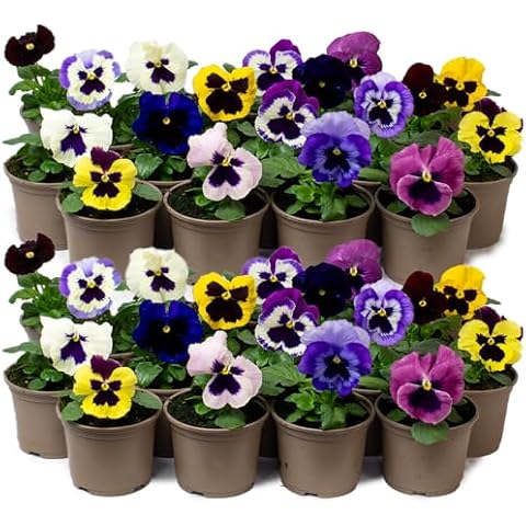 Jumbo Flowering Pansies for Winter Gardens Cover