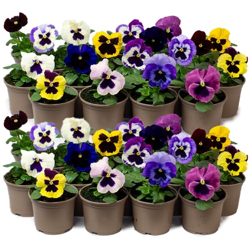 9 x Jumbo Flowering Pansies - Grow Your own Winter Flowering Bedding Garden Ready & Each Delivered in Plant Pot Outdoor Plants Great for Hanging Basket or Gifts