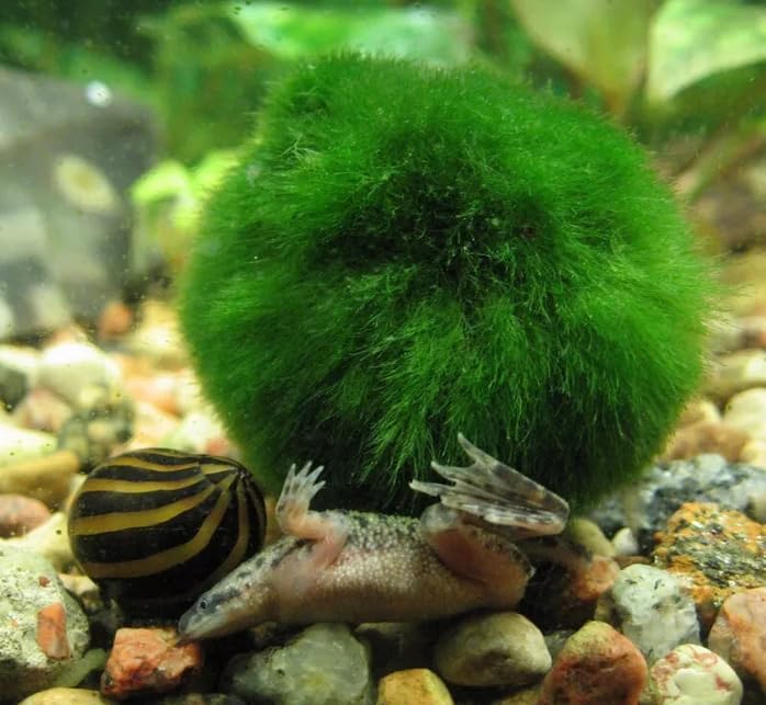 Marimo Moss 3 Balls 1inch and 3 Balls 0.5 Inch Live Plant rare Aquarium Tank (B0CSJXW6WD) Amazon Price History, Amazon Price Tracker