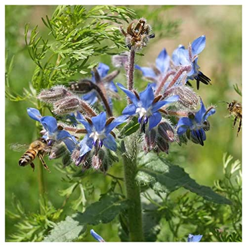 Everwilde Farms - 150 Borage Herb Seeds - Gold Vault Jumbo Seed Packet - Image 6