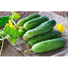 Seeds Cucumber Lyalyuk Little Mini Pickling Heirloom Vegetable for Planting Non GMO