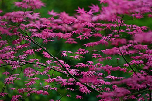 SHINDESHOJO Japanese Maple - ACER PALMATUM 'SHINDESHOJO' - 3...