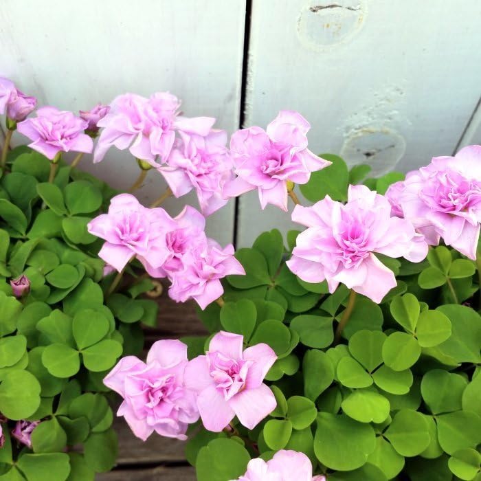 こちらお休み中❁オキザリス　ラベンダー沢山☆おまけ球根★薔薇　八重黄色 Amazon.co.jp: オキザリス 苗 オックスローズ バラ咲き 3.5号 八重咲き