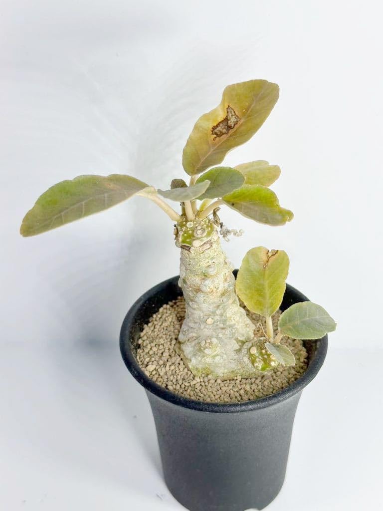 Amazon.co.jp: Dorstenia foetida ドルステニア フォエチダ 塊根