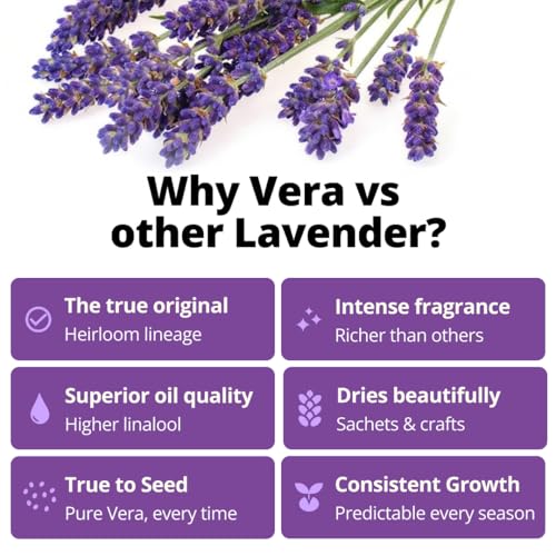 Image of HOME GROWN Non GMO English Lavender Seeds 1,500+ Wildflower Seed for Planting Indoor /Outdoor, High Germination, Plant Flower Seeds (Lavandula antustifolia)