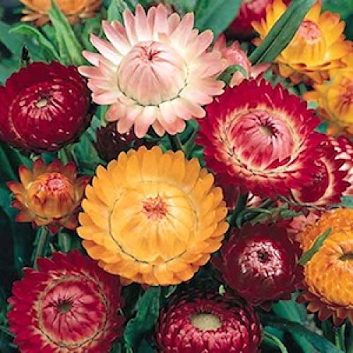Helichrysum Flower for Garden Set of 50 Seeds By Zabbus